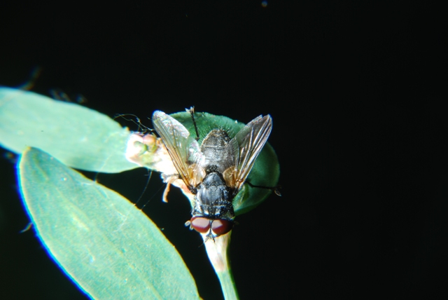 Tachinidae: possibile Opesia sp.